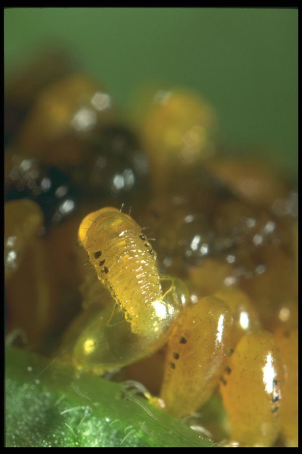240035 Colorado Potato Beetle, hatching A4 Photo Print