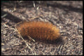 240036 Caterpillar A4 Photo Print