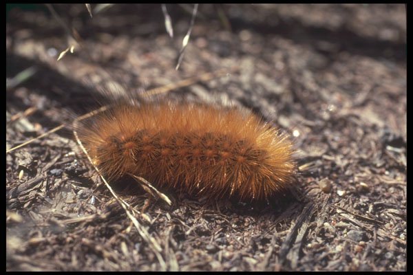 240036 Caterpillar A4 Photo Print