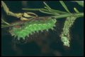240037 Caterpillar A4 Photo Print