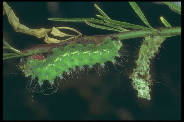 240037 Caterpillar A4 Photo Print