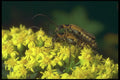 240038 Common Soldier Beetle, mating A4 Photo Print