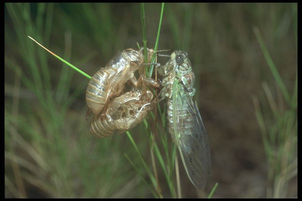 240039 Cicada, end of metamorphosis A4 Photo Print