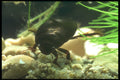 240040 Beetle, aquatic A4 Photo Print