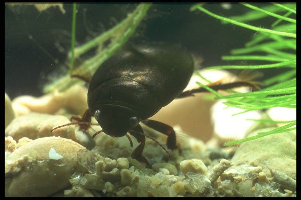 240040 Beetle, aquatic A4 Photo Print