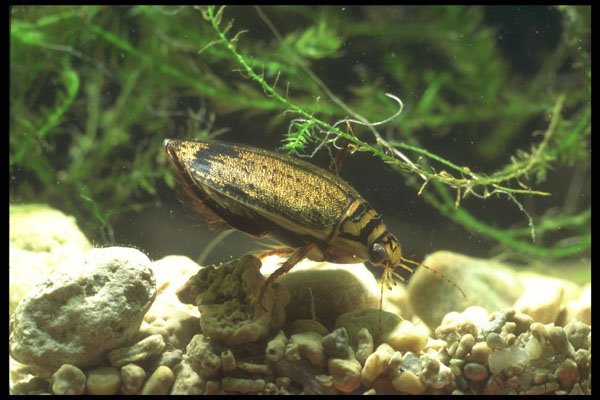 240042 Beetle, aquatic A4 Photo Print