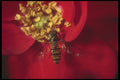 240043 Flower Fly A4 Photo Print