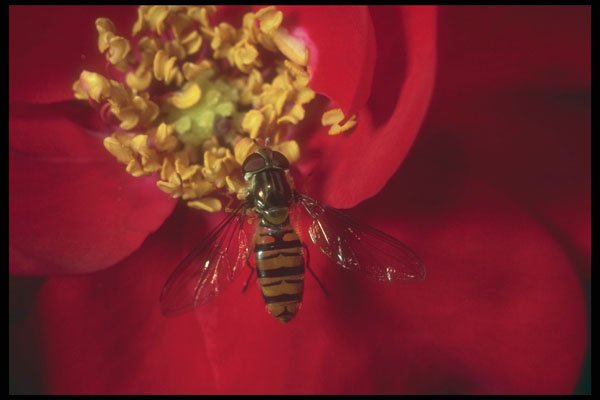 240043 Flower Fly A4 Photo Print