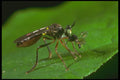 240044 Dyptera A4 Photo Print