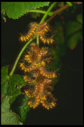 240045 Yellow necked Caterpillar A4 Photo Print