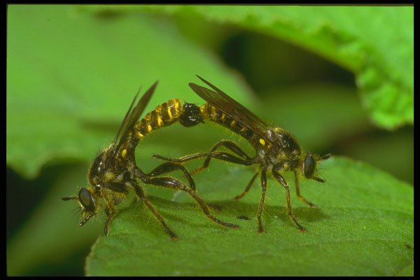 240046 Dyptera, mating A4 Photo Print