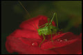 240047 Grasshopper on a rose A4 Photo Print