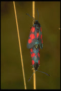 240048 Butterfly A4 Photo Print