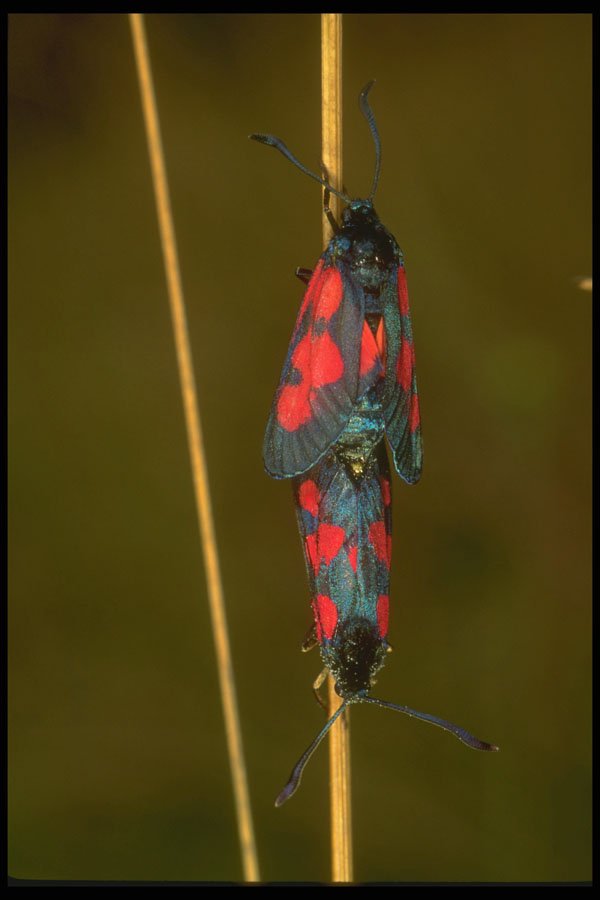 240048 Butterfly A4 Photo Print