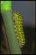 240049 Caterpillar A4 Photo Print