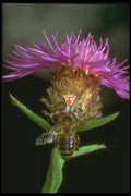 240053 Crab Spider with prey A4 Photo Print