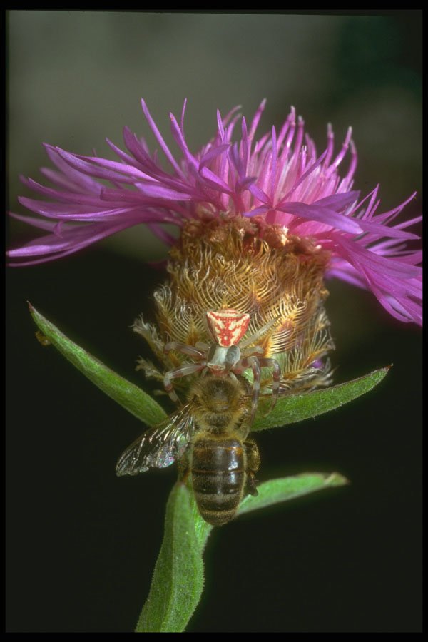 240053 Crab Spider with prey A4 Photo Print
