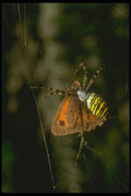 240054 Spider with prey A4 Photo Print