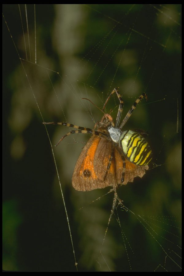 240054 Spider with prey A4 Photo Print