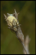 240055 Spider with eggs A4 Photo Print