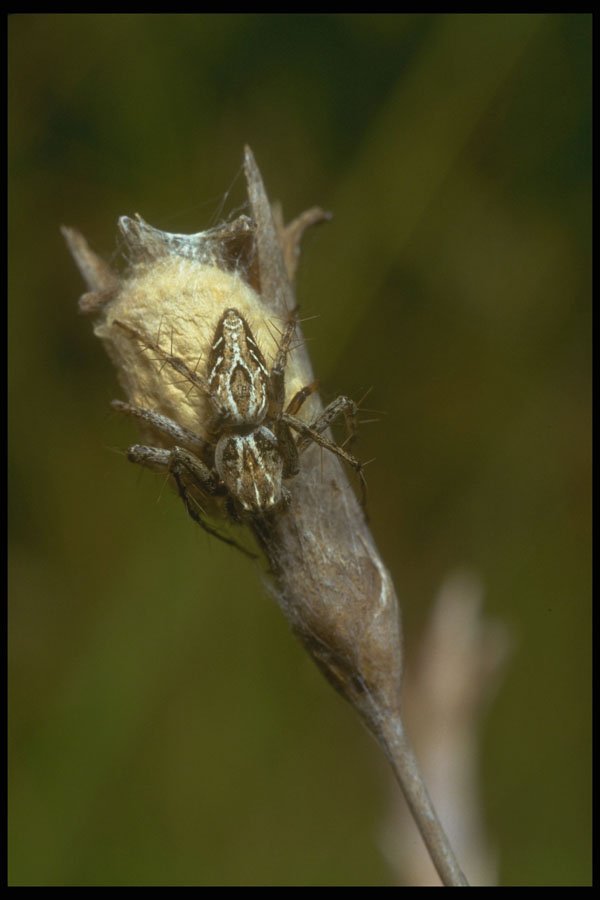 240055 Spider with eggs A4 Photo Print