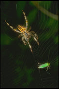 240056 Spider with prey A4 Photo Print