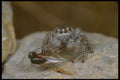 240057 Spider With Prey A4 Photo Print