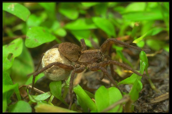 240058 Spider with eggs A4 Photo Print