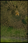 240059 Spider with web A4 Photo Print
