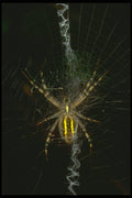 240060 Spider A4 Photo Print