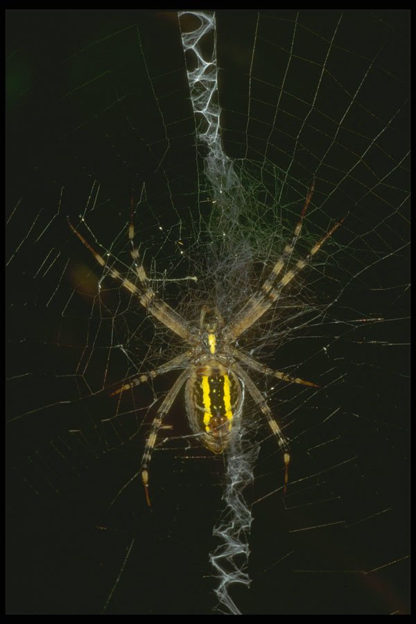 240060 Spider A4 Photo Print