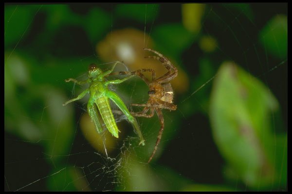 240061 Spider with prey A4 Photo Print