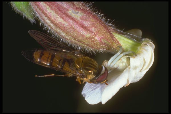 240062 Crab Spider with prey A4 Photo Print