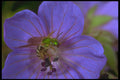 240063 Halictus Bee A4 Photo Print