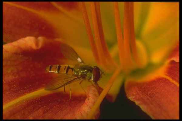 240064 Flower Fly A4 Photo Print