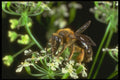 240065 Honeybee A4 Photo Print