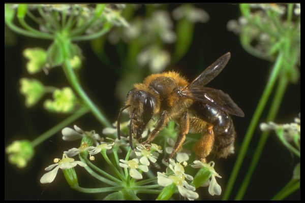240065 Honeybee A4 Photo Print