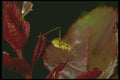 240066 Young Grasshopper on a rose tree A4 Photo Print