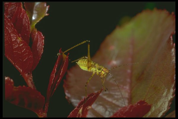 240066 Young Grasshopper on a rose tree A4 Photo Print