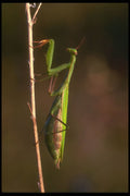 240067 Praying Mantis A4 Photo Print