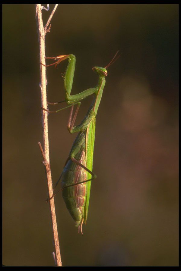 240067 Praying Mantis A4 Photo Print