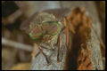 240068 Midge A4 Photo Print