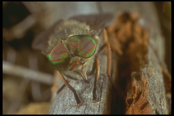 240068 Midge A4 Photo Print
