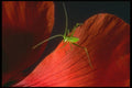 240069 Grasshopper on a red poppy A4 Photo Print