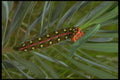 240070 Caterpillar A4 Photo Print