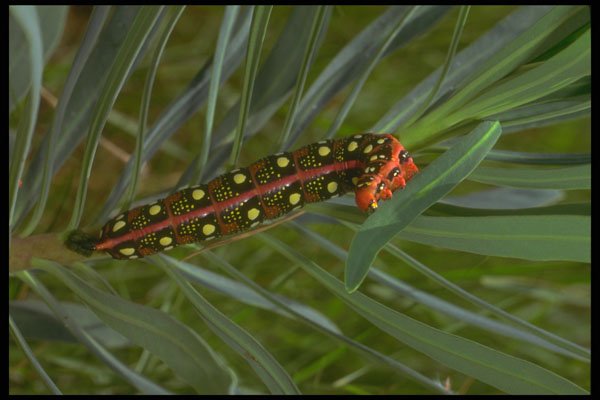 240070 Caterpillar A4 Photo Print