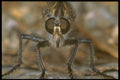 240071 Robber Fly A4 Photo Print