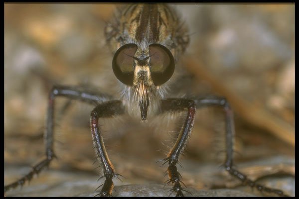 240071 Robber Fly A4 Photo Print