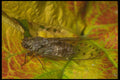 240072 Cicada on a vine leaf A4 Photo Print