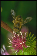 240073 Honeybee on a Burdock flower A4 Photo Print